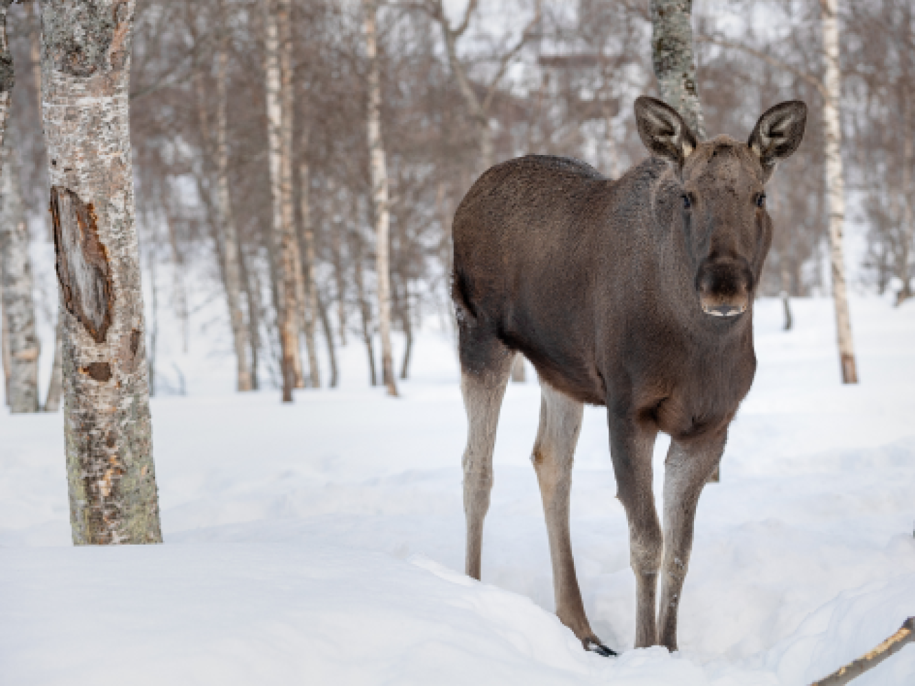 Moose in winter in Polar Park in Northern Norway