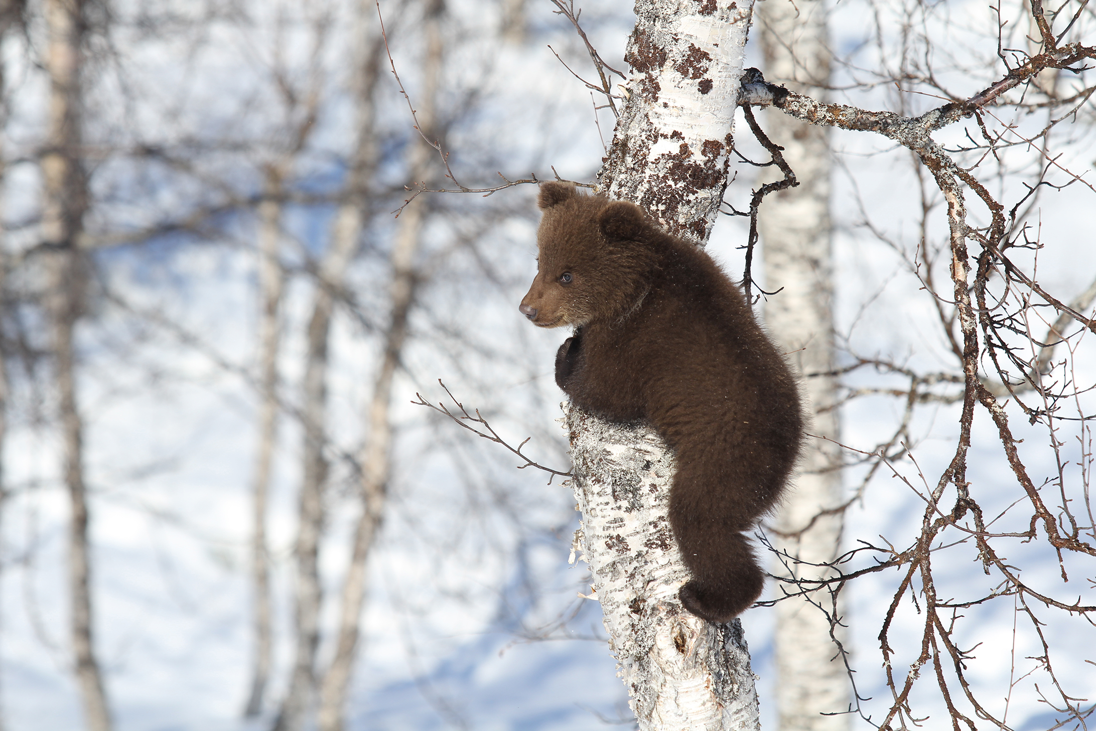 Arctic wildlife | Norway | Visit Tromsø | Visit Tromso