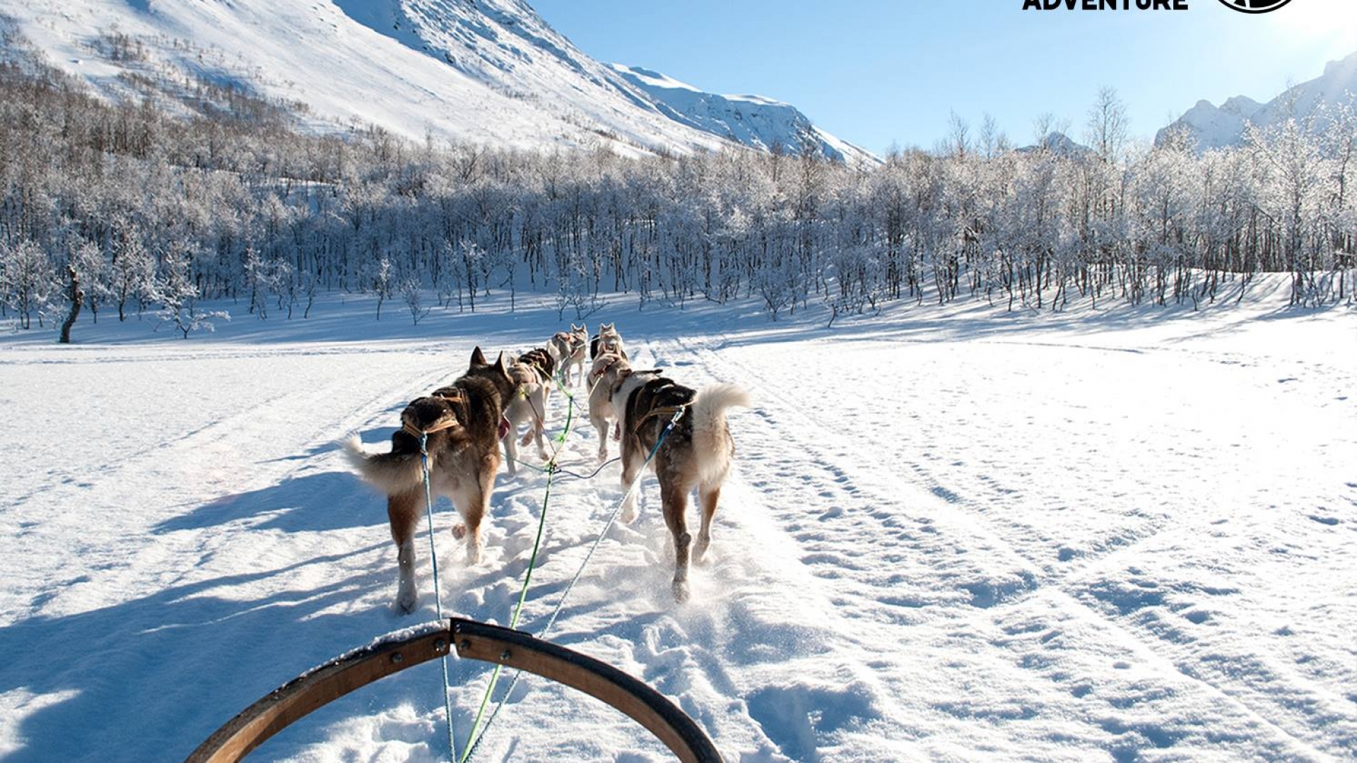 Dogsledding in snowy landscape