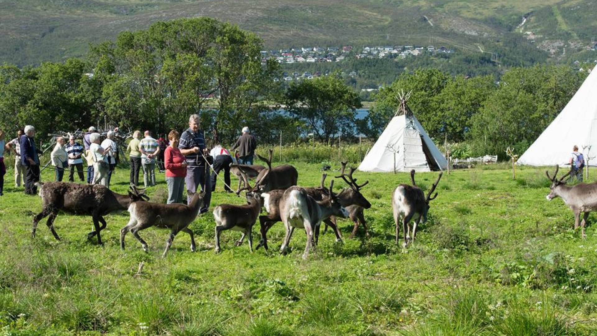 a reindeer herd and lavvos