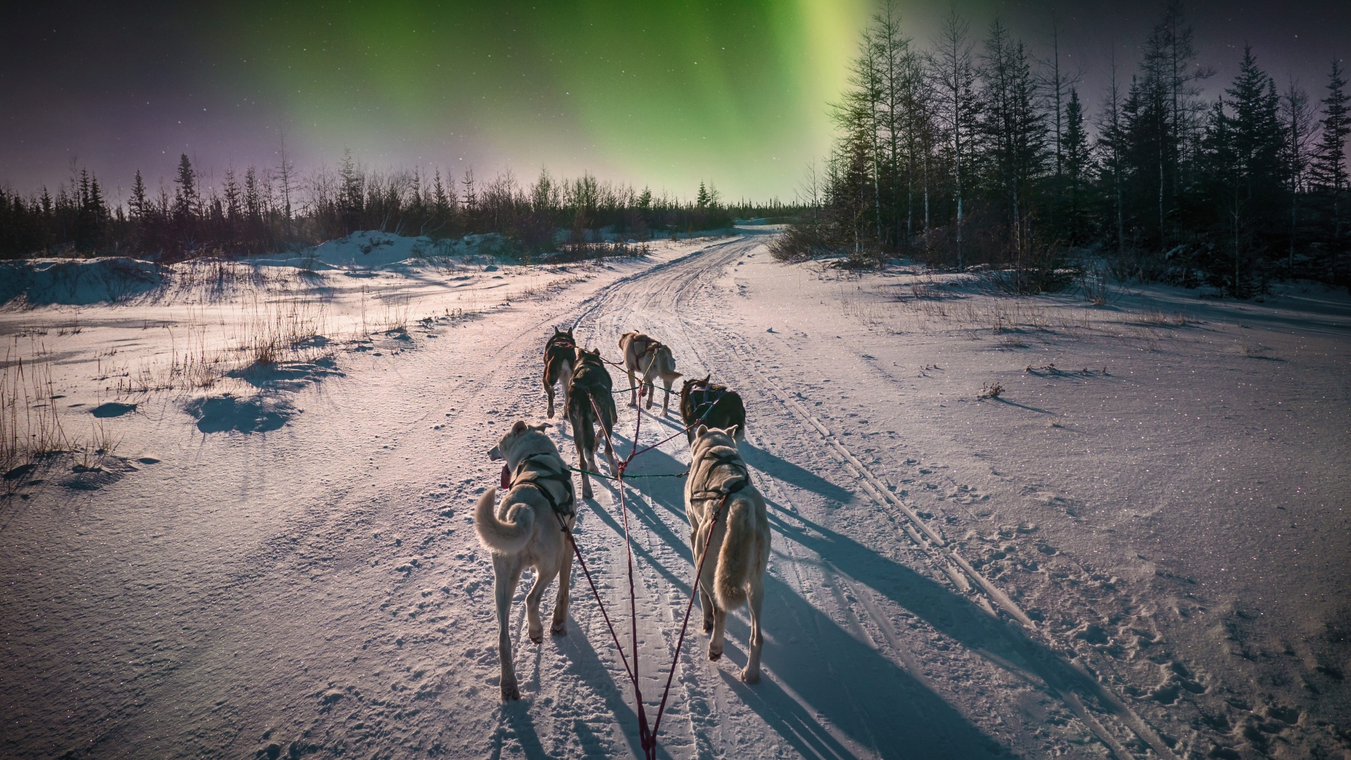 dogsledding under the northern lights