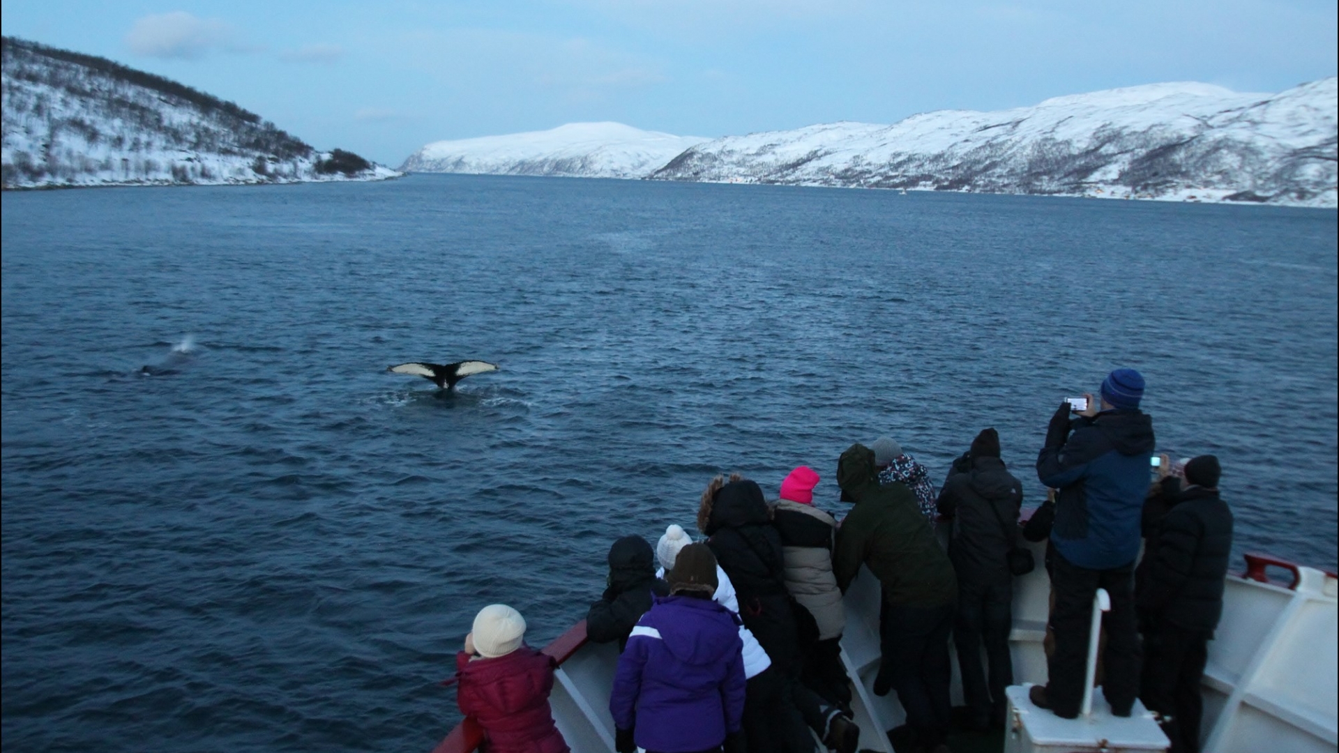 people looking at the whales from the boat