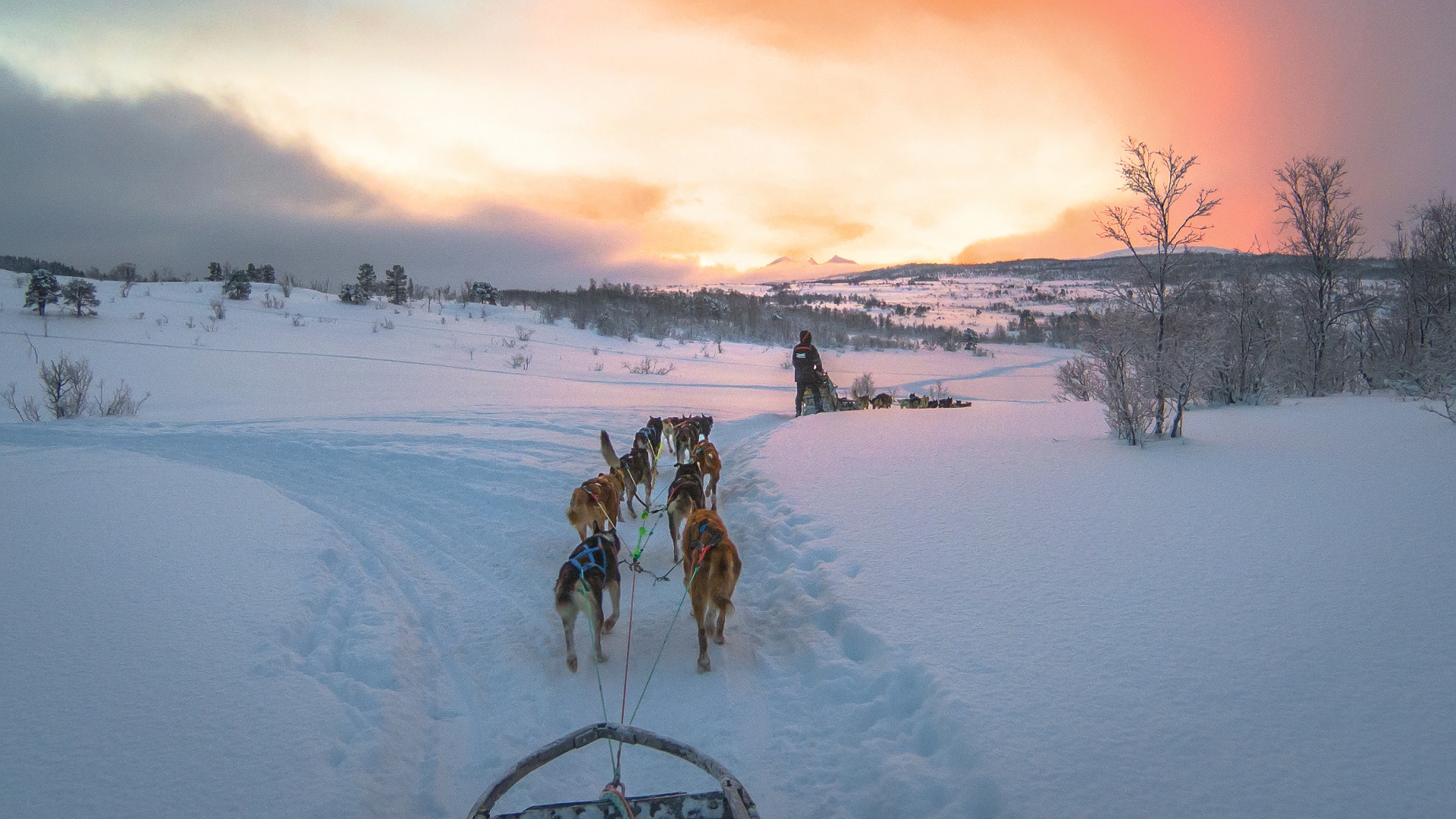 Dogsledding in snowy landscape with pink skies