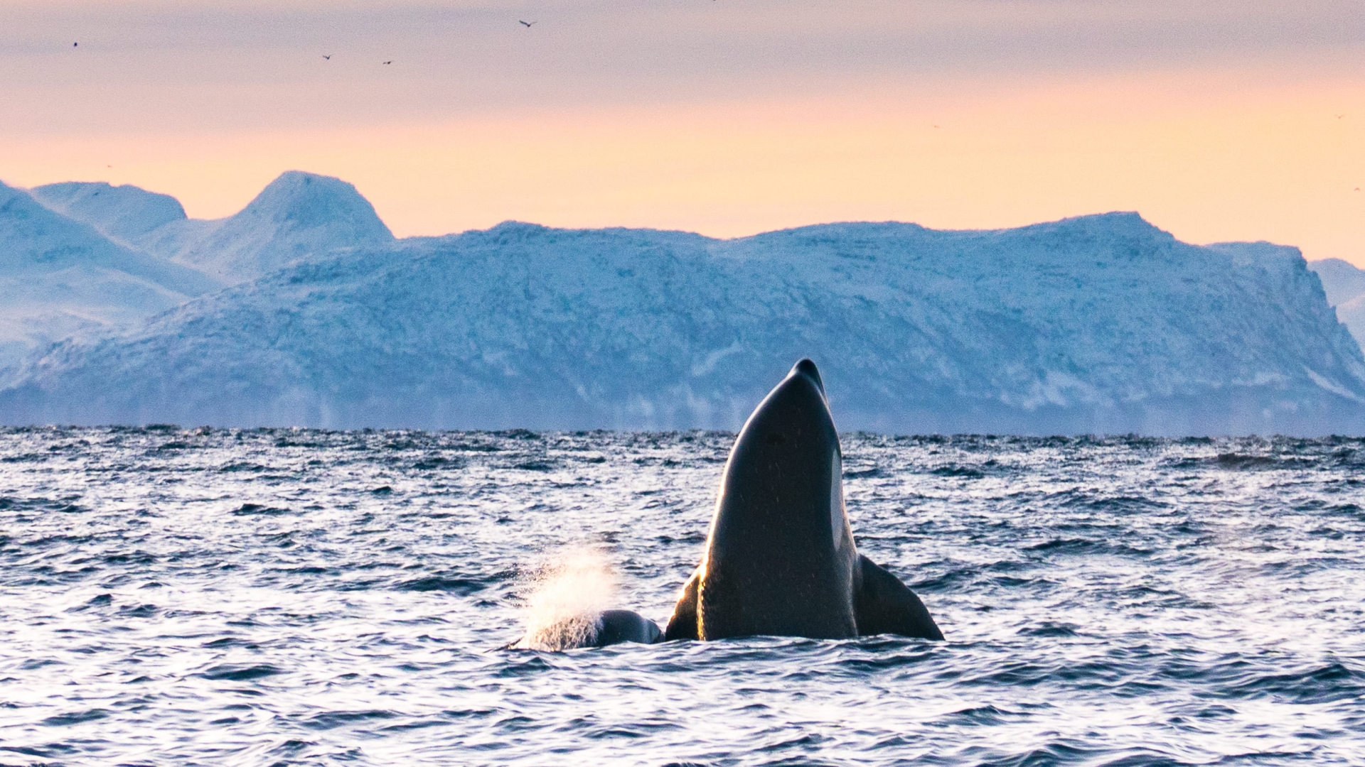 An orca outside of Skjervøy