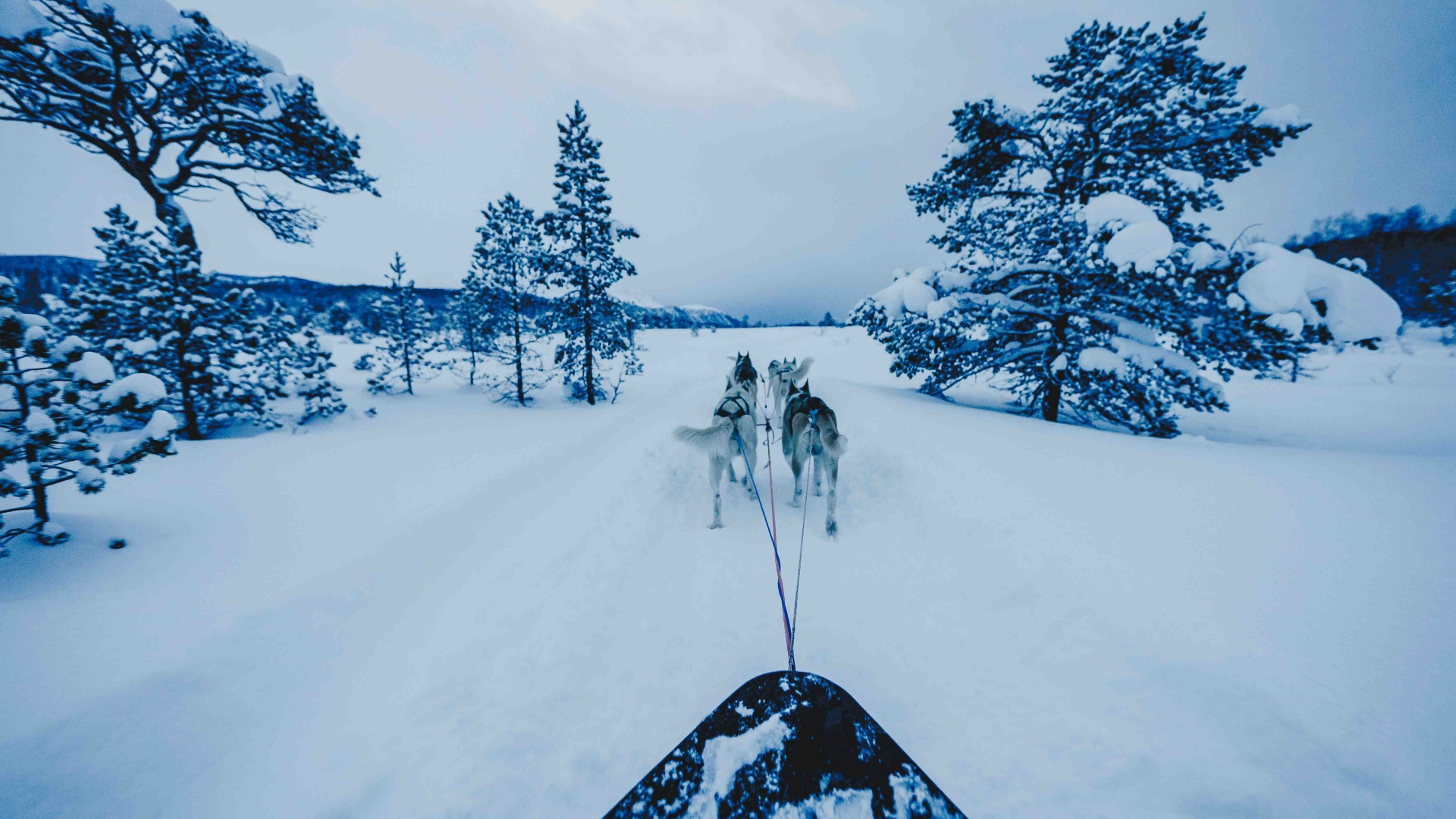 Dog sledding in winter landscape
