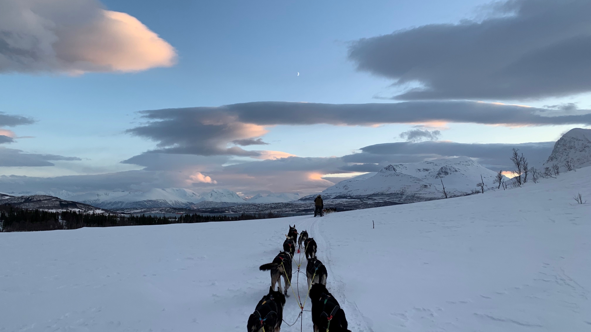 Dog sledding in snowy landscape