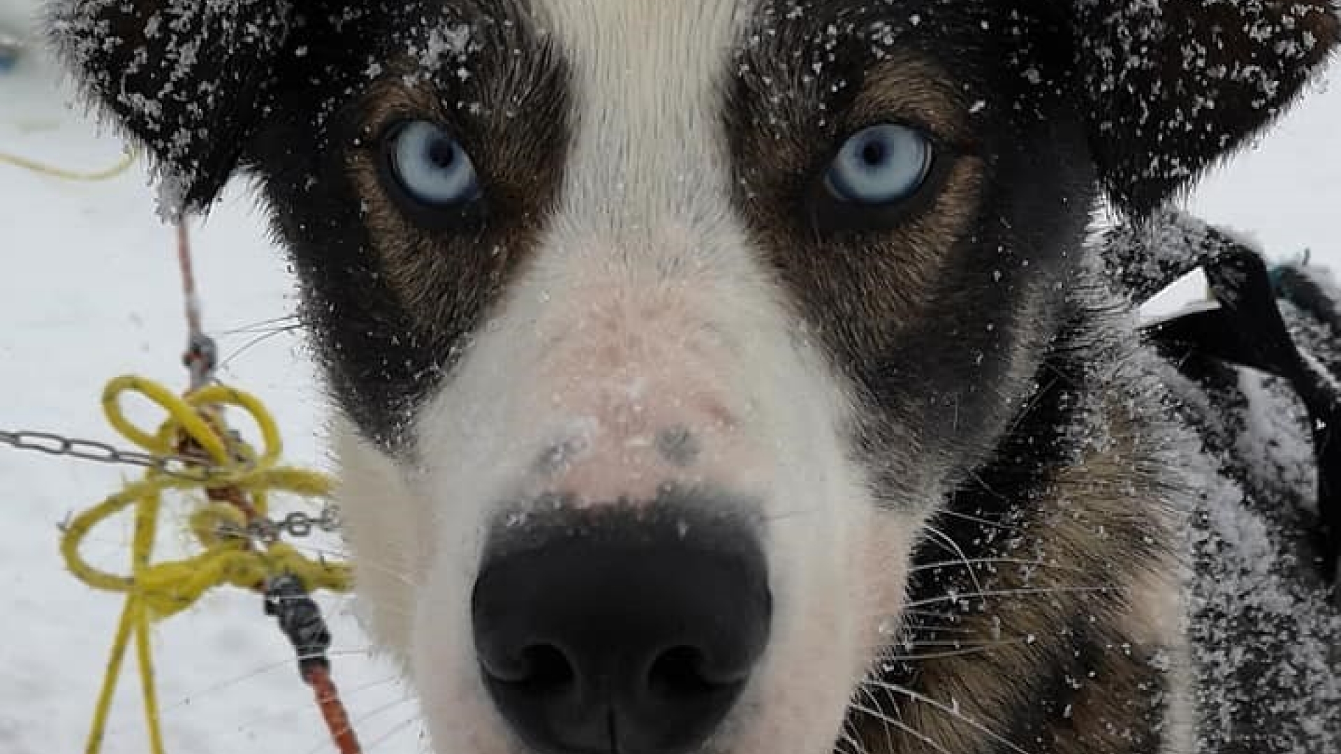 Husky with blue eyes