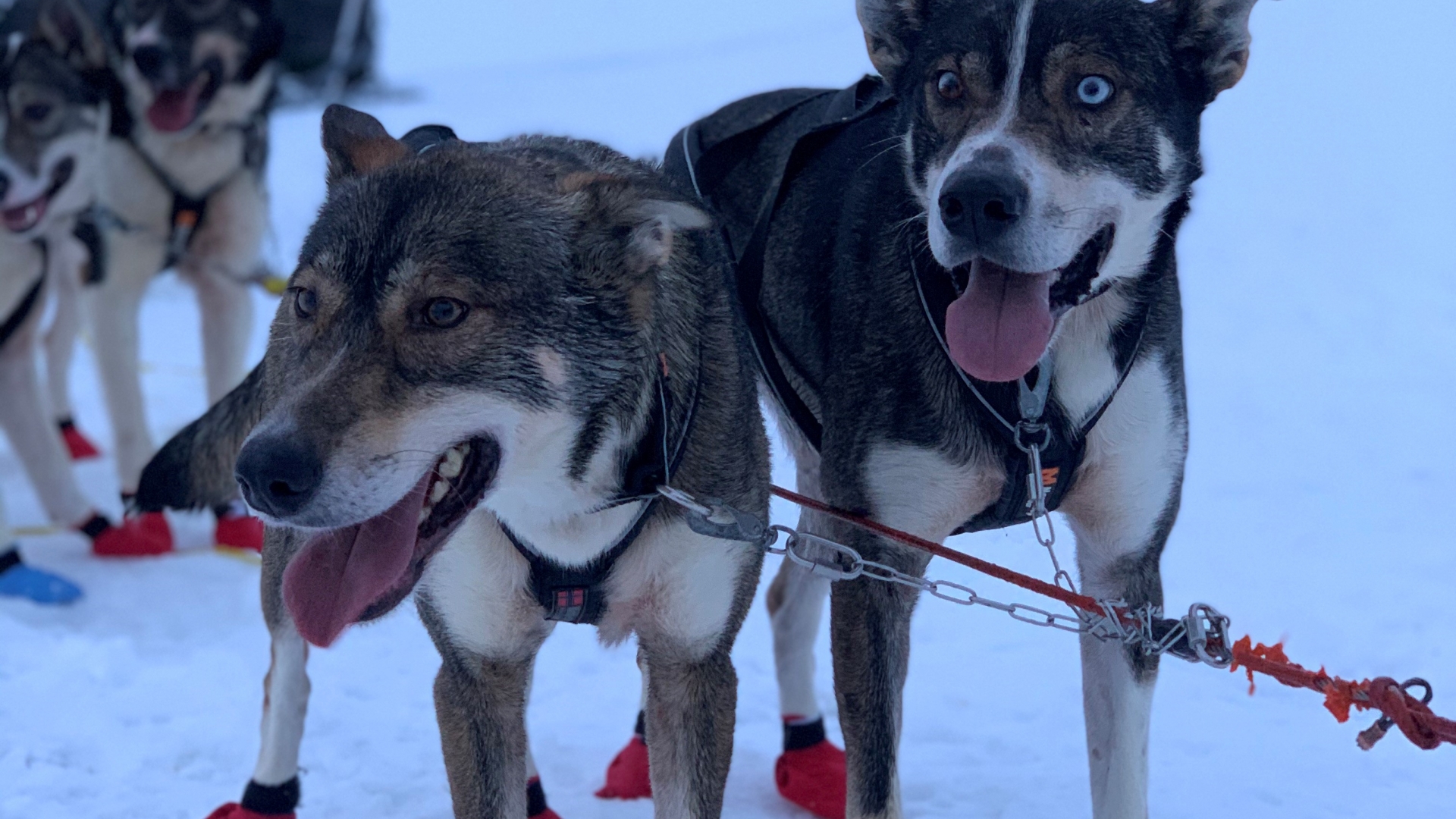 Alaskan huskies ready for dogsledding