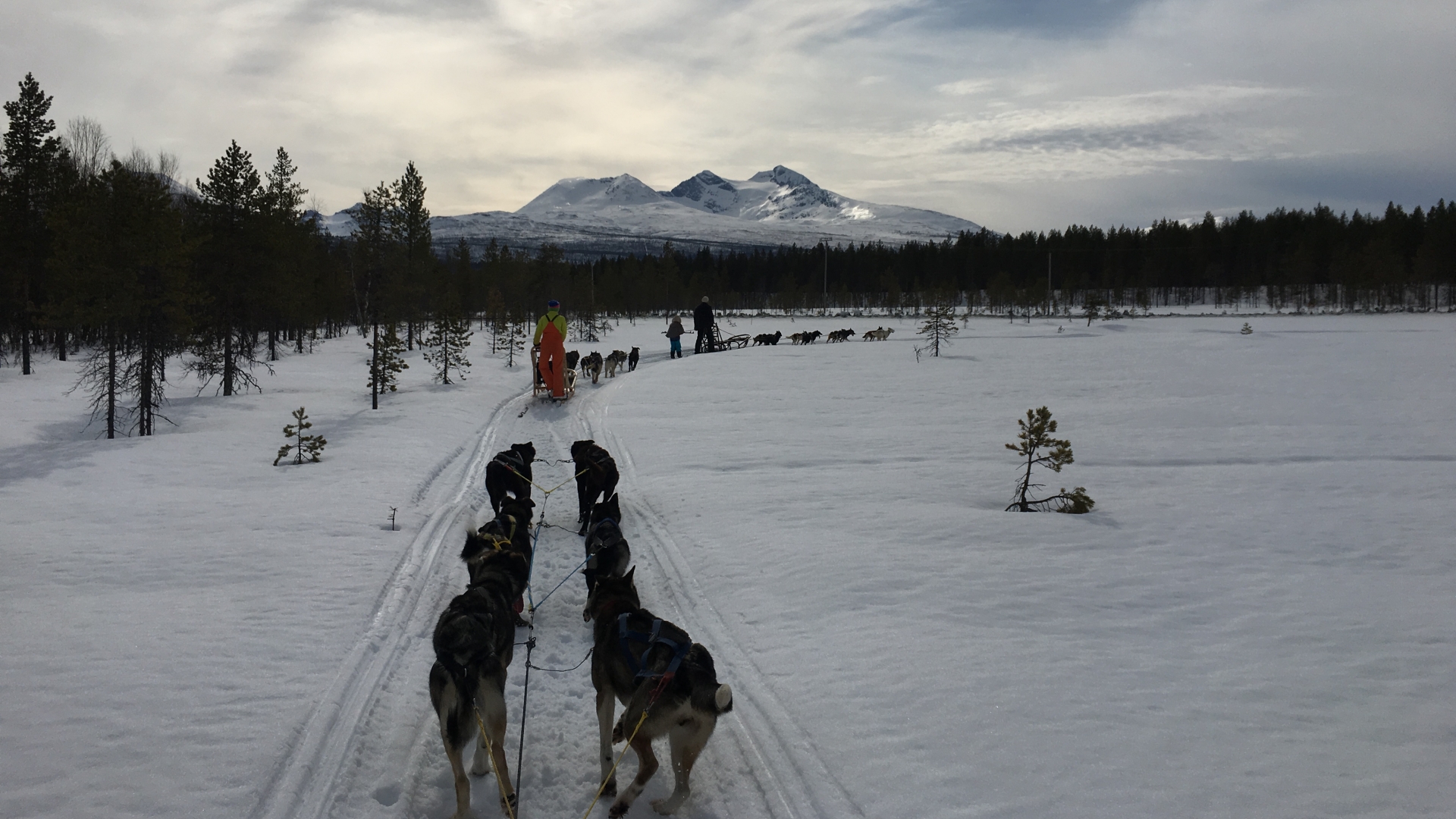 Dog sledding in the Målselv region