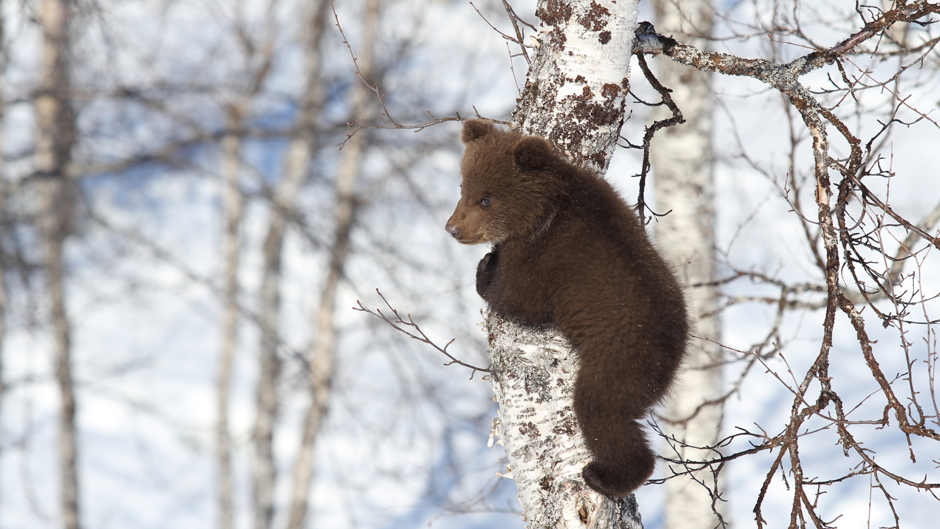 Bear cub in PolarPark