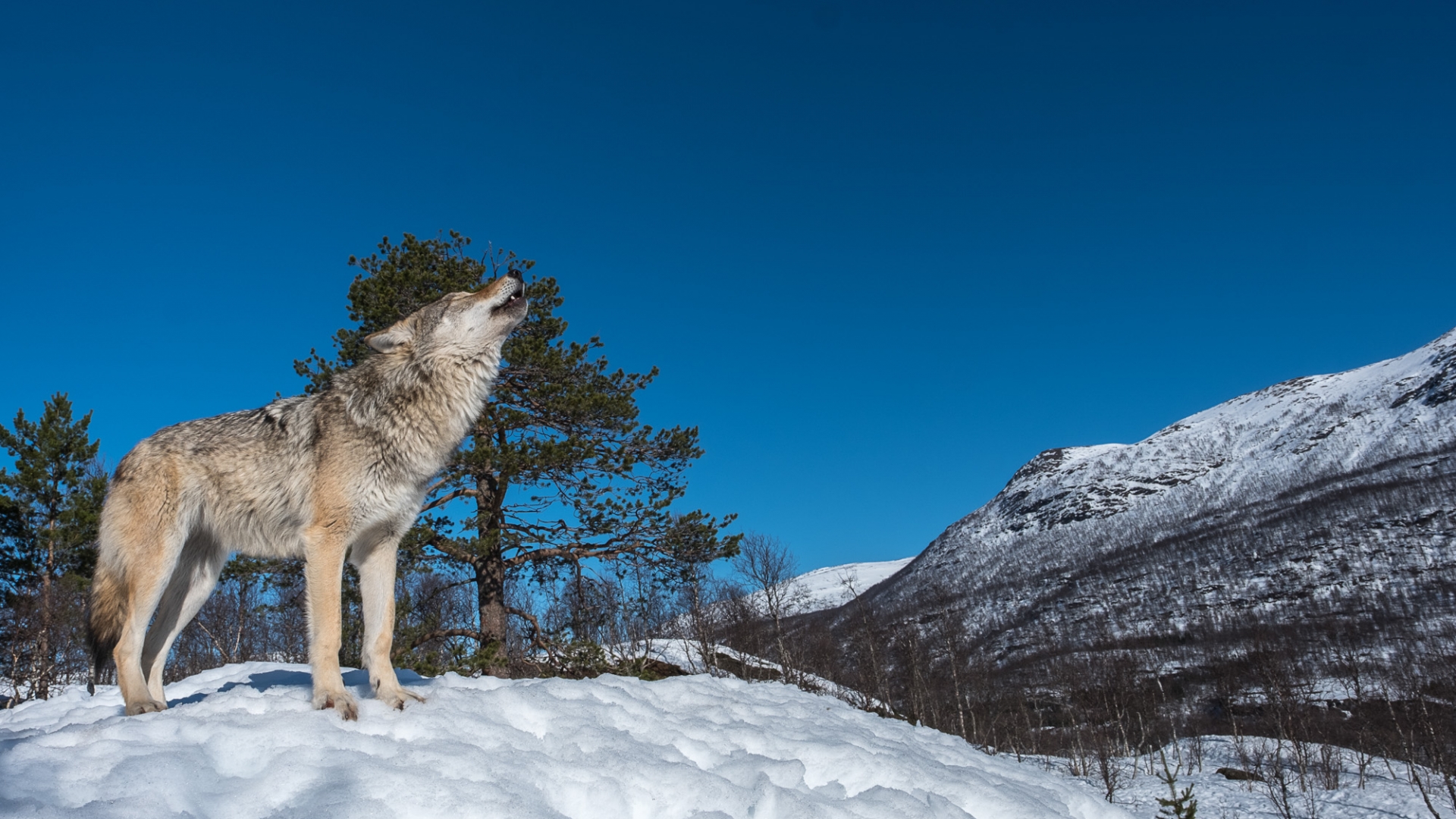Wolf in Polar Park