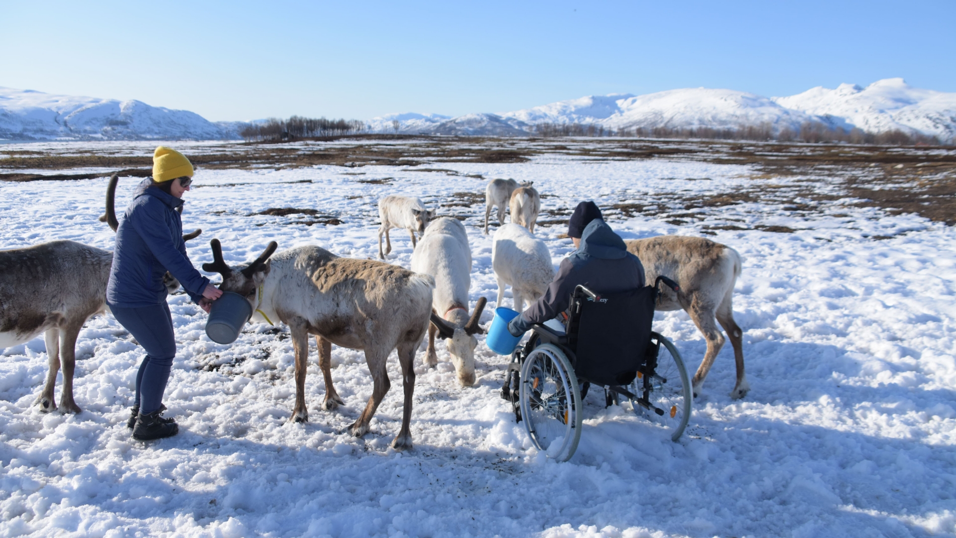 Person in a wheelchair feeding reindeer with another person also in the picture