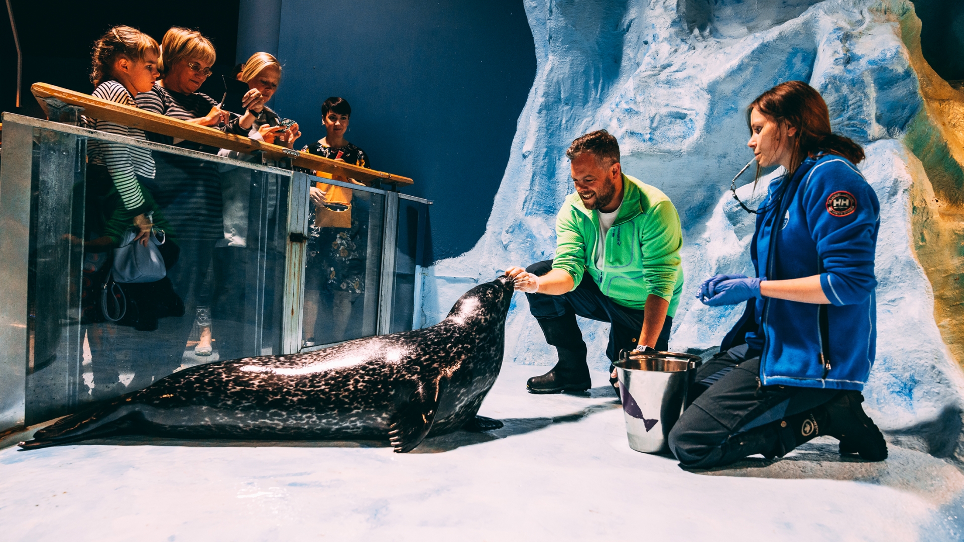 Seal training at Polaria Aquarium