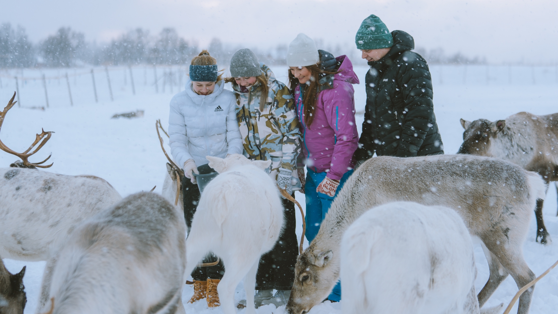 Family feeding reindeer in Tromsø