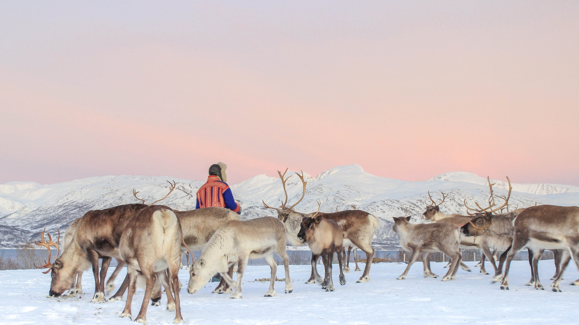en mann gjeter en flokk med reinsdyr