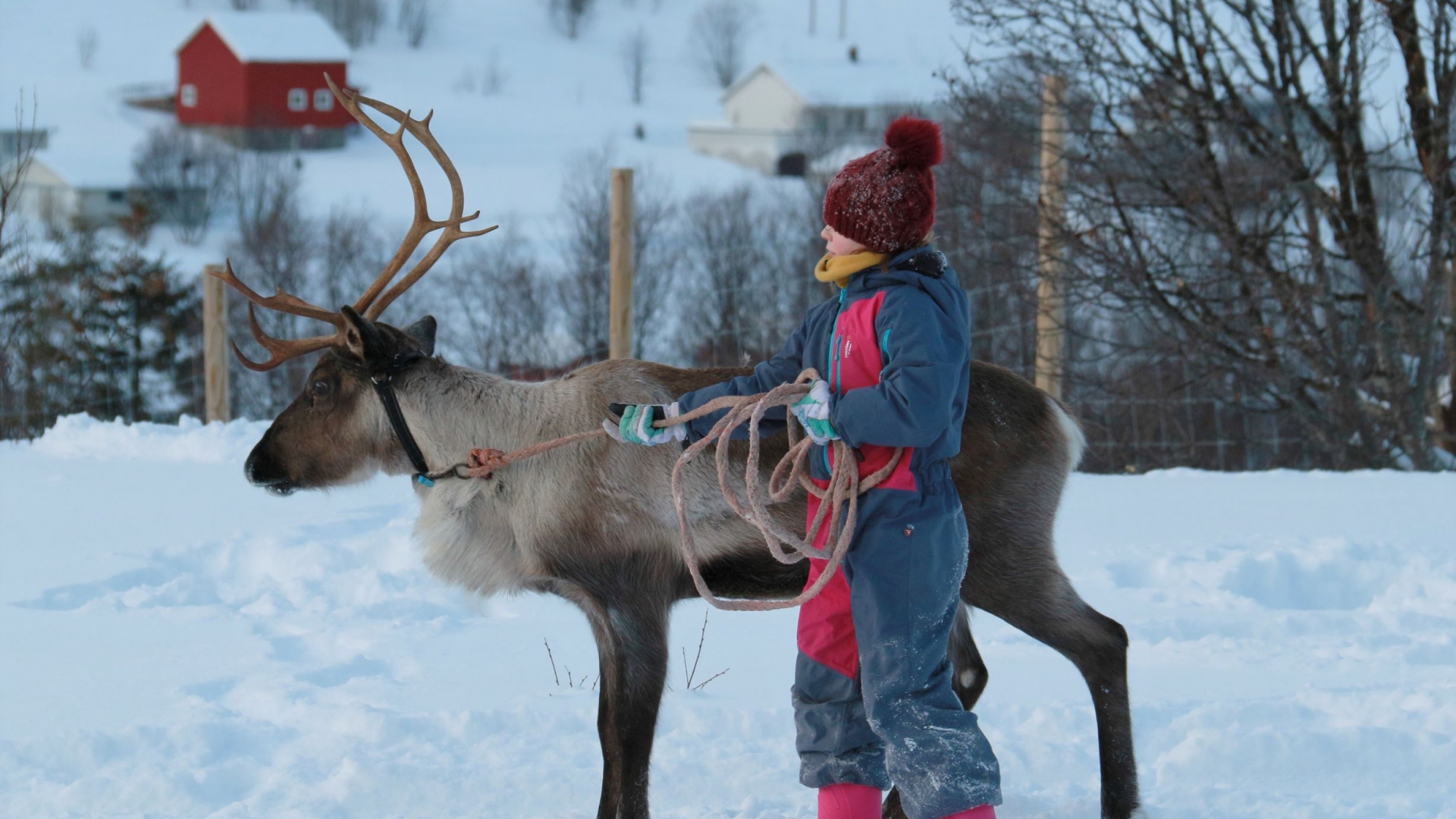 Reindeer and a woman