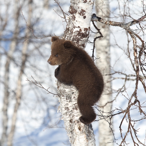 Bear cub in PolarPark