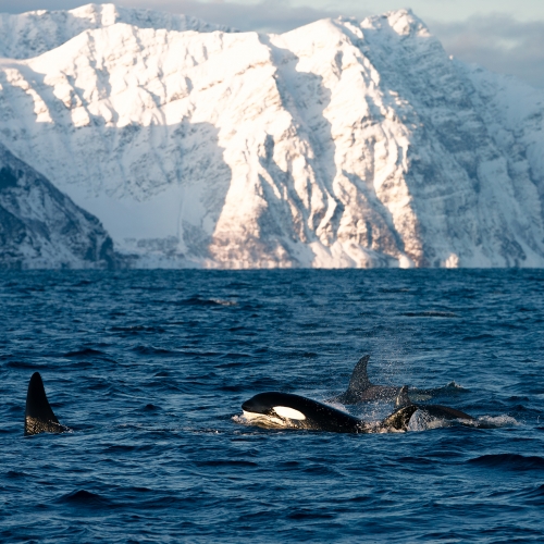 Whales swimming in Skjervøy