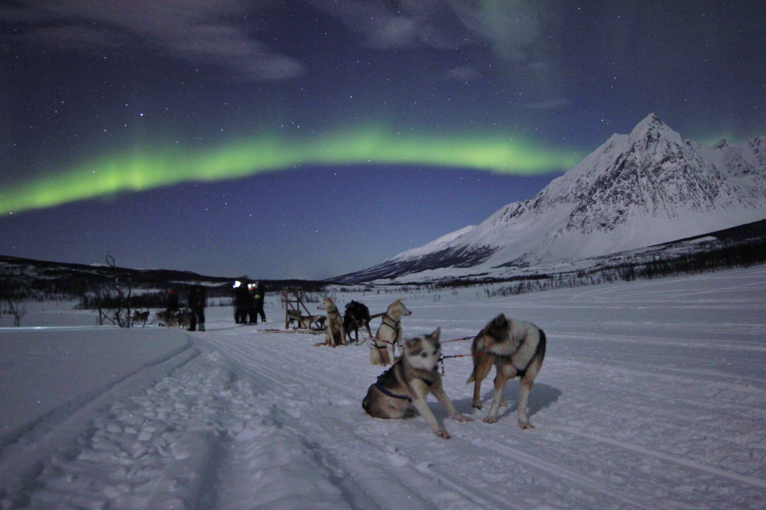 Northern Lights tour with dog sledge Visit Tromso