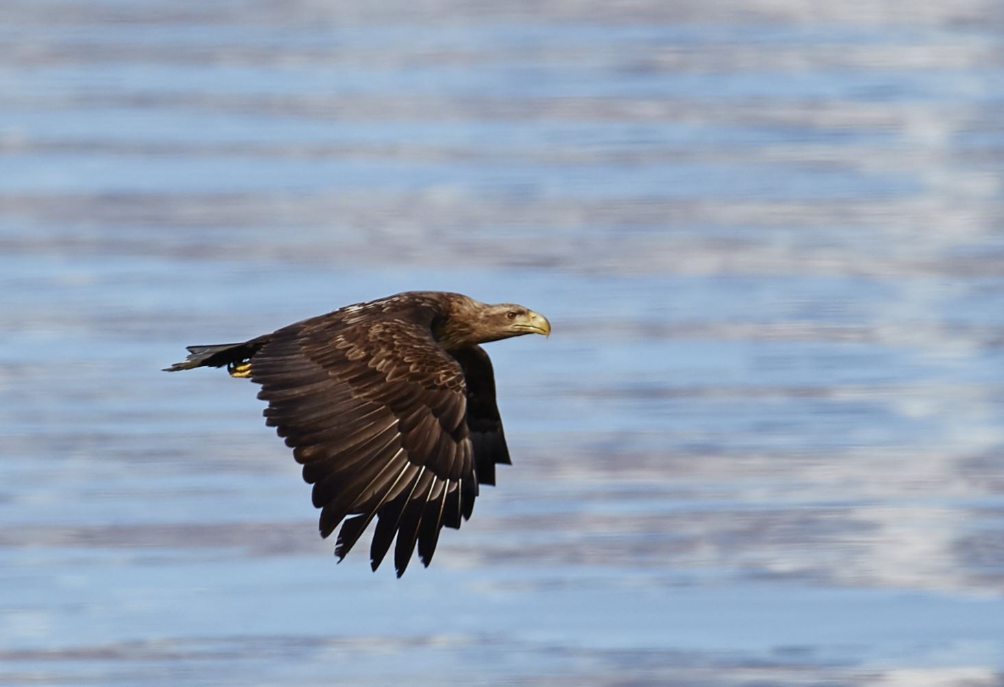 Sea-Eagle in Nord Lenangen