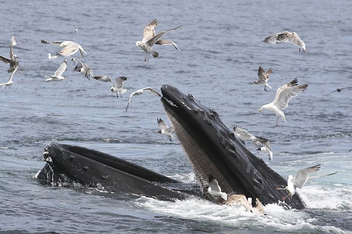 Humpback whale and seagulls