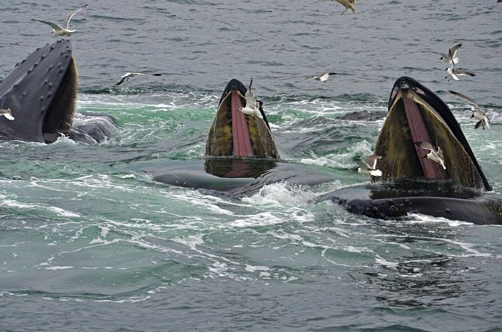 Three humpback whales and seagulls