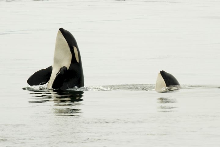 Orcas sticking their heads up from the water