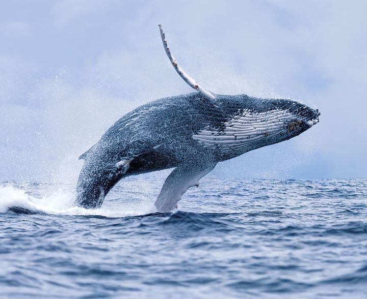 Humpback whale jumping up from the sea