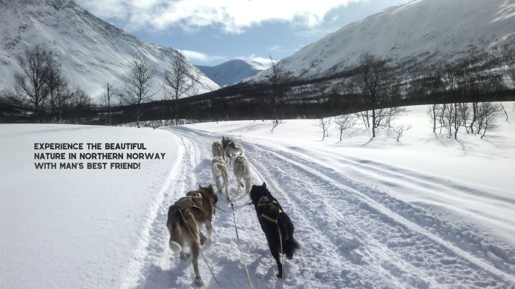 Be a musher for a day