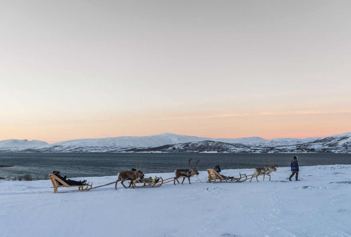 Reinsdyr mating, samisk historie og kort Reinsledetur
