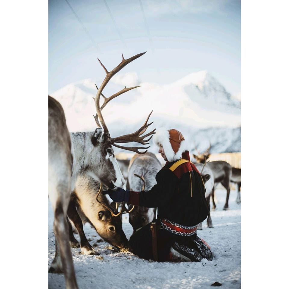 Reindeer Sledding with Saami Culture