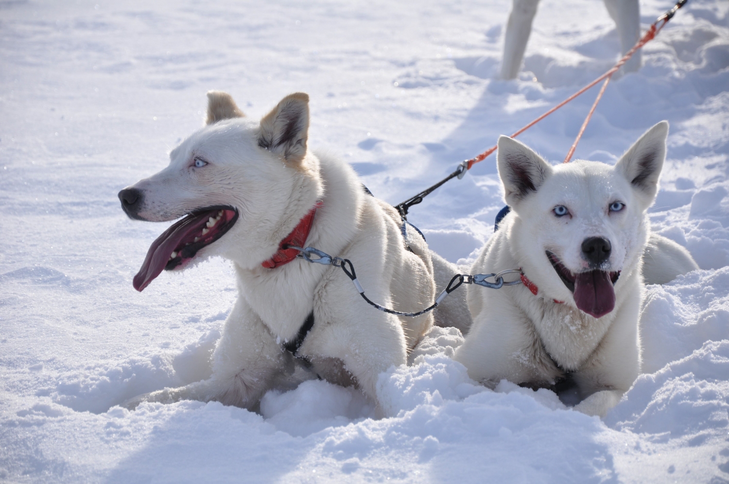 happy huskies in the snow