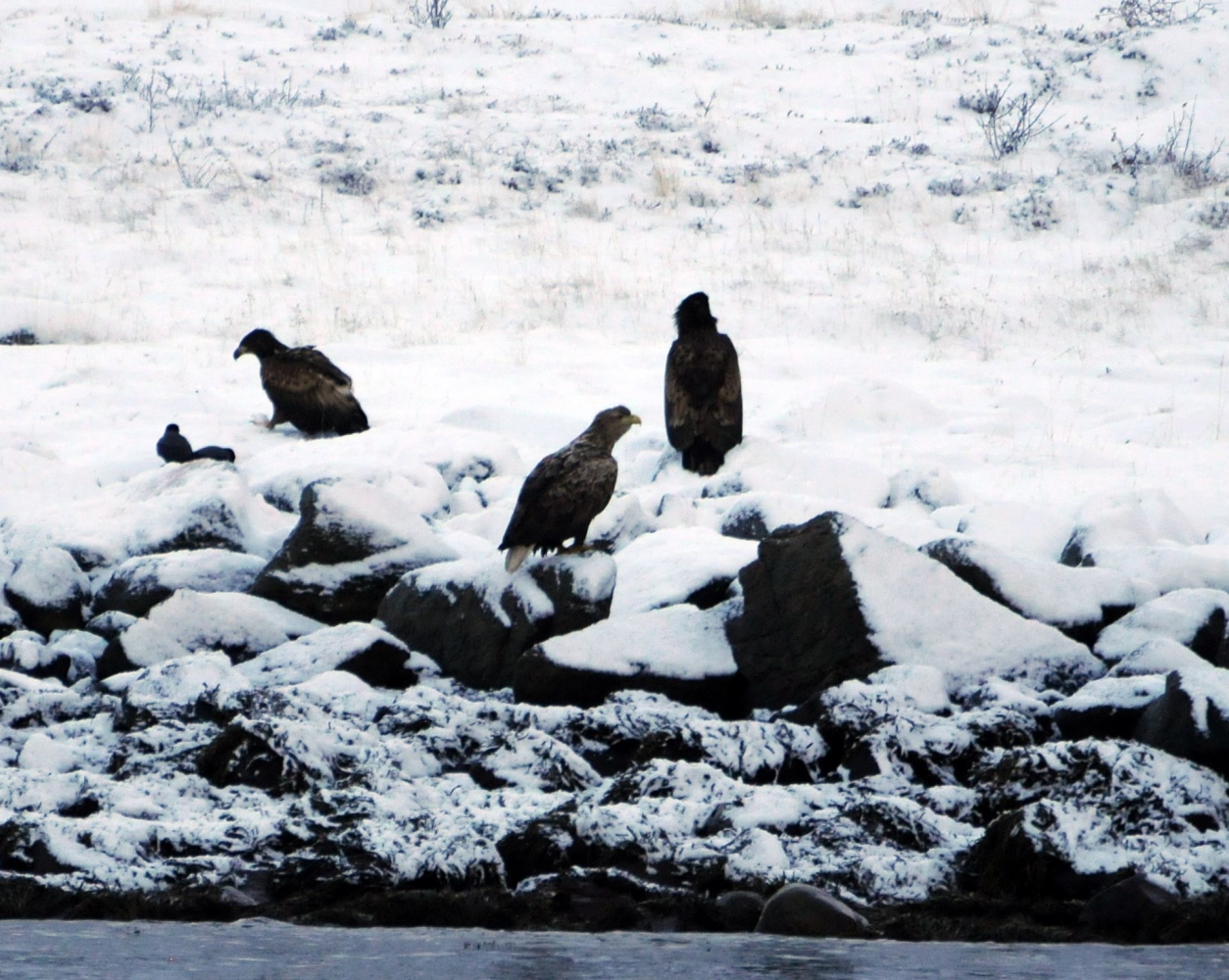 3 sea eagles sitting on snowy rocks