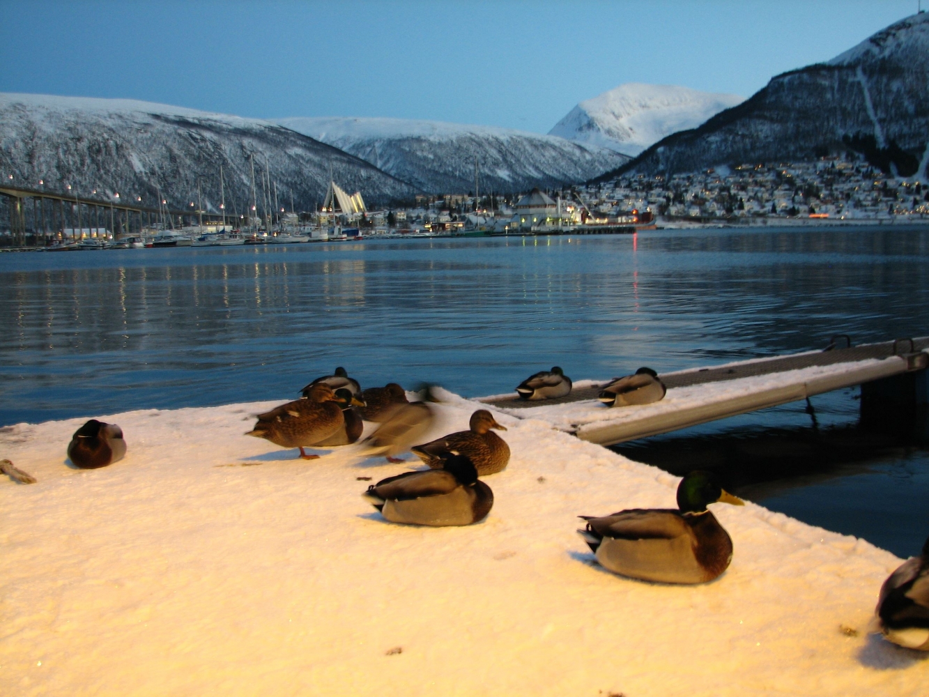 ducks at the harbour, view to the Arctic Cathedral