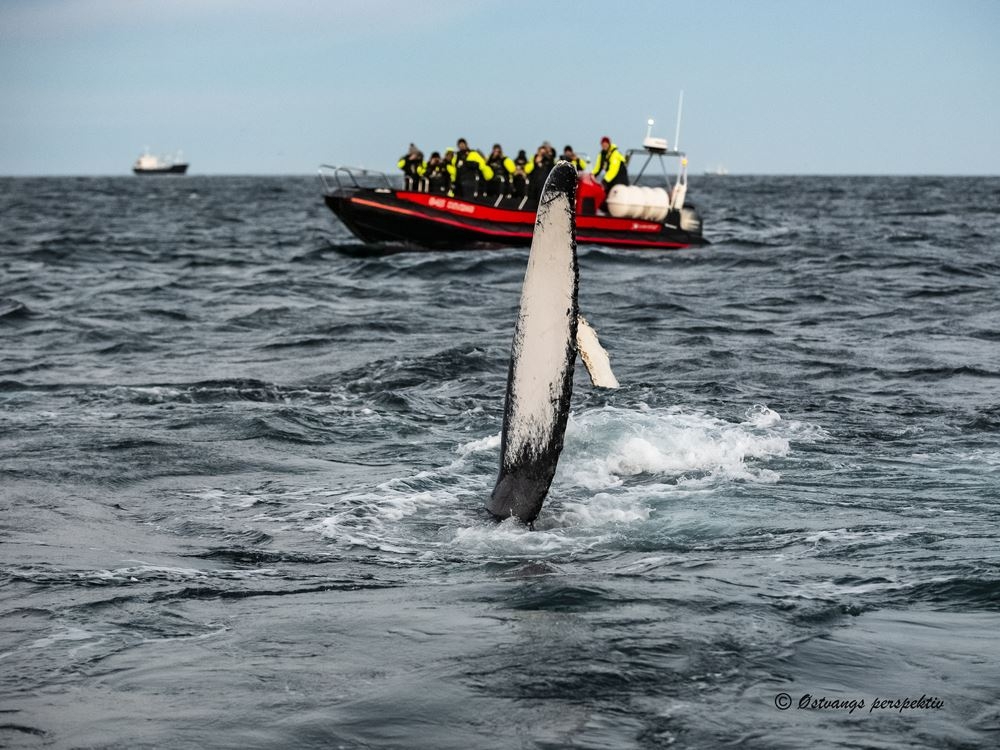 The ultimate whale watching RIB tour