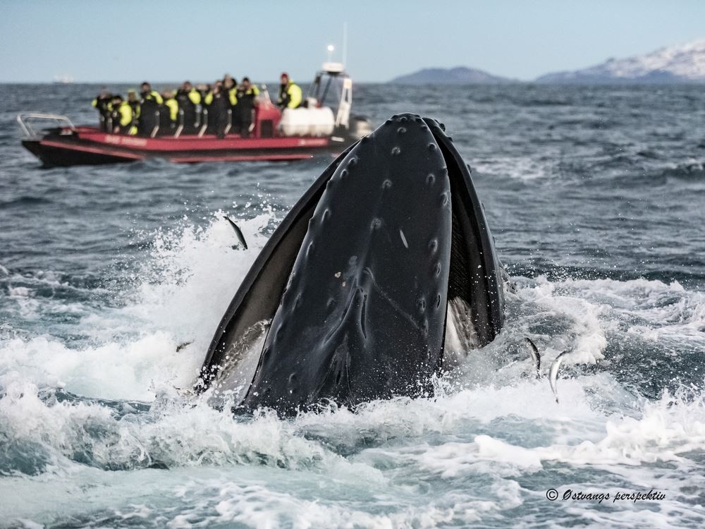 The ultimate whale watching RIB tour