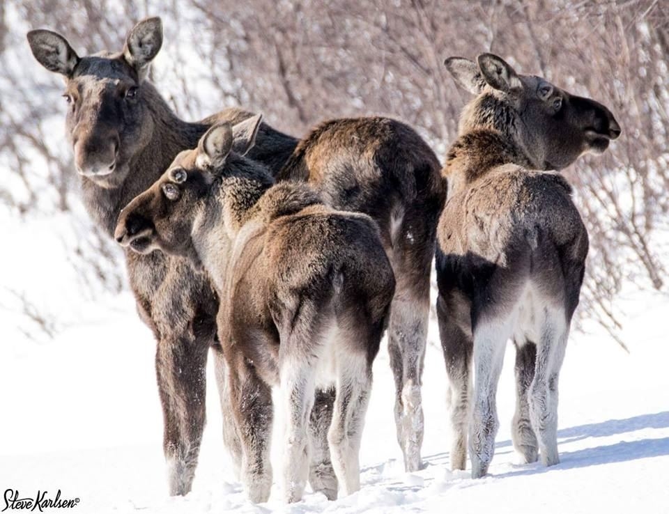 Wild Moose Safari