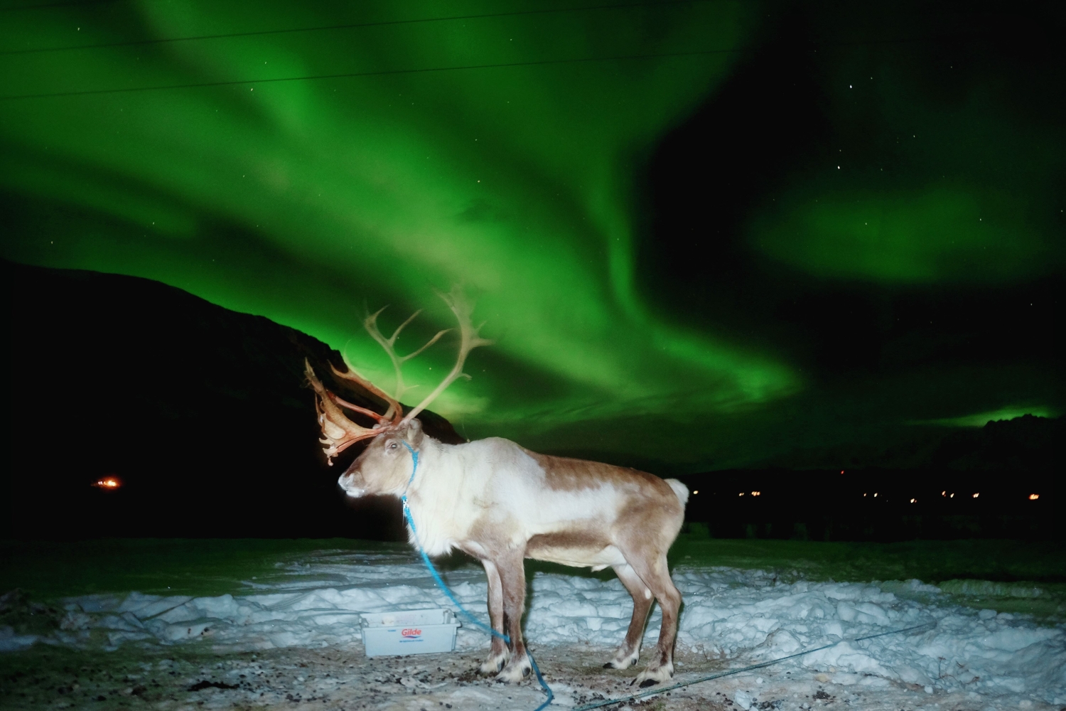 Reindeer Sledding and Northern Lights