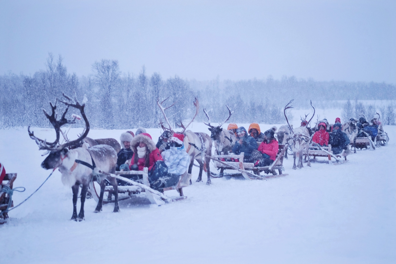 Reinsledekjøring med samisk kultur