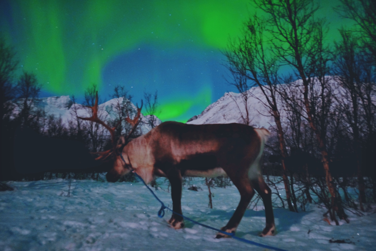Reindeer feeding and Northern Lights