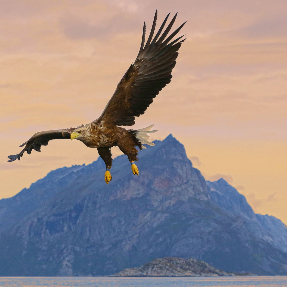 Sea eagle, mountain in the background