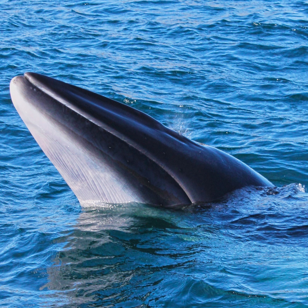 Hodet til en hval kommer opp av vannet