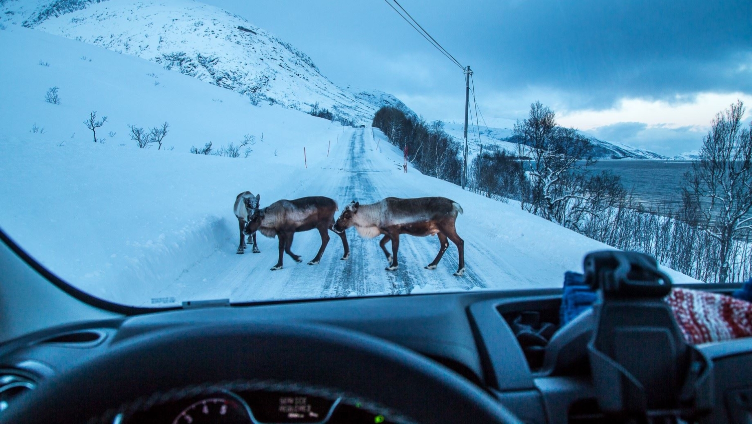 Arctic nature tour by minibus