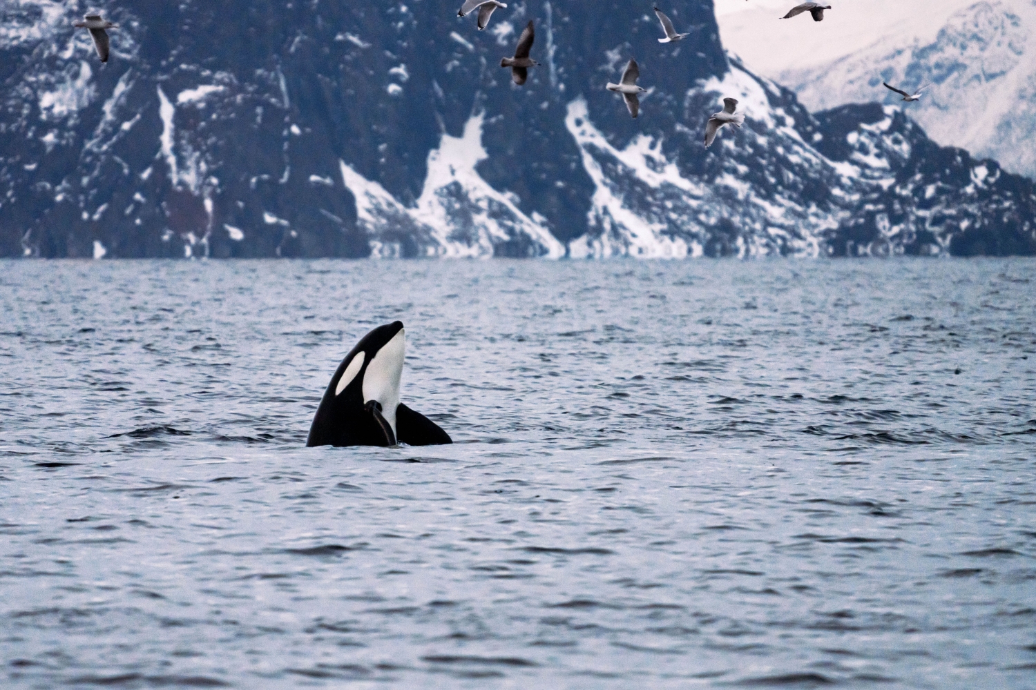 an orca