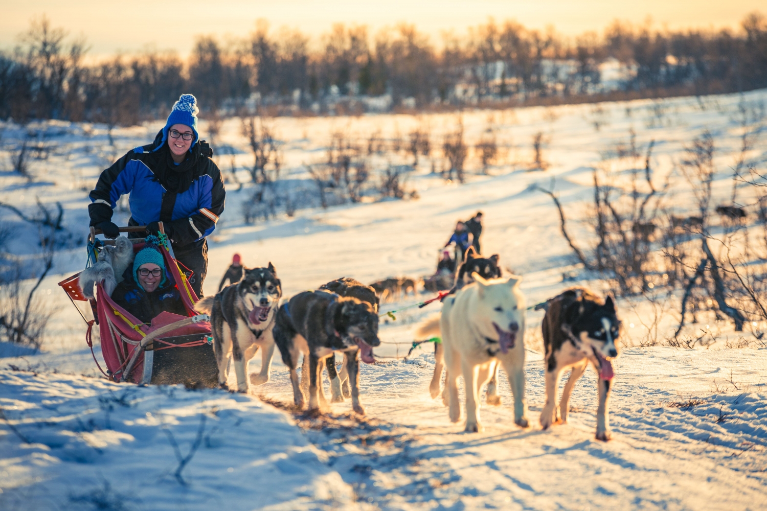 Dog sledding in winter landscape with the sun shining on the snow