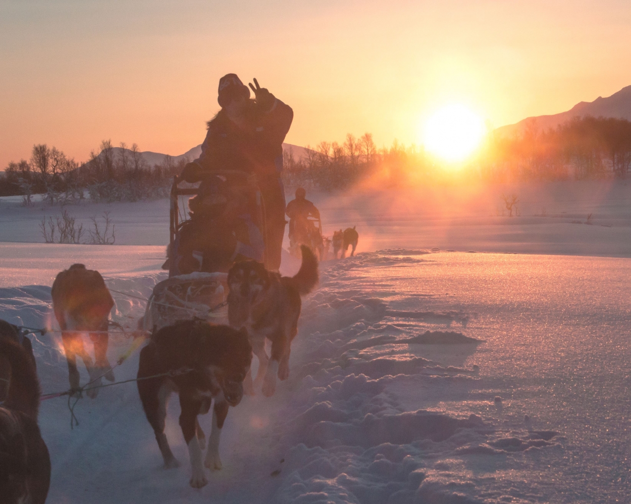Dog sledding with bright orange sun in the backgrounbd