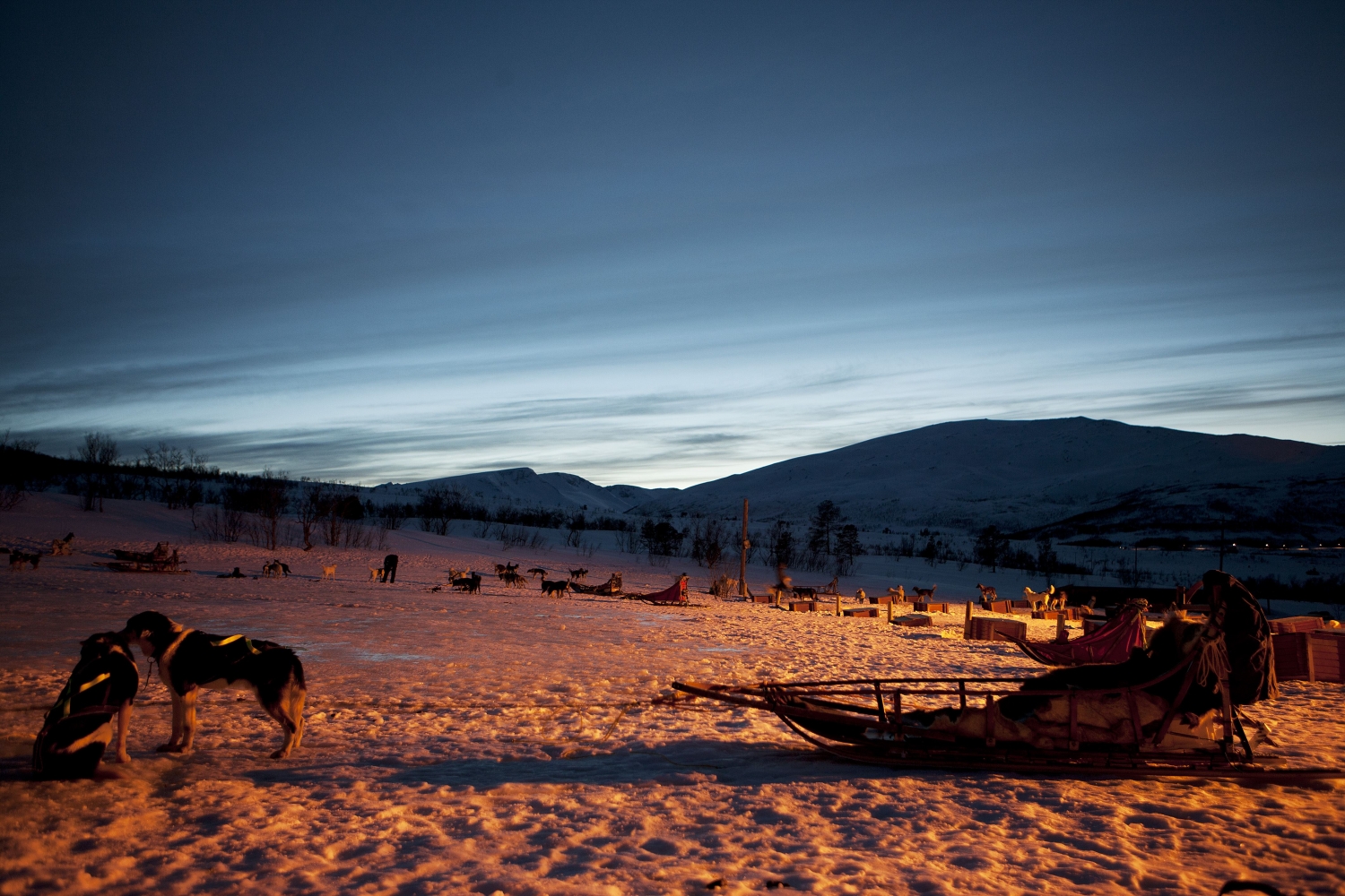 Dogs and sled in evening light