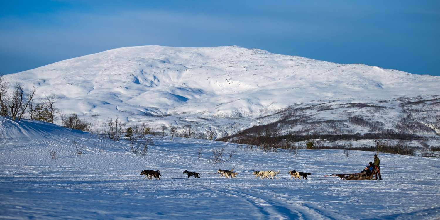 Hundeslede i snødekt landskap