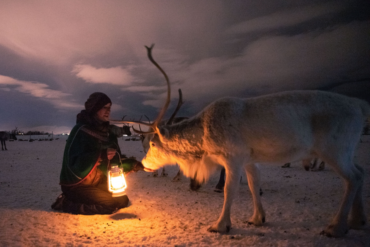 Night reindeer sledding with dinner and chance of Northern Lights