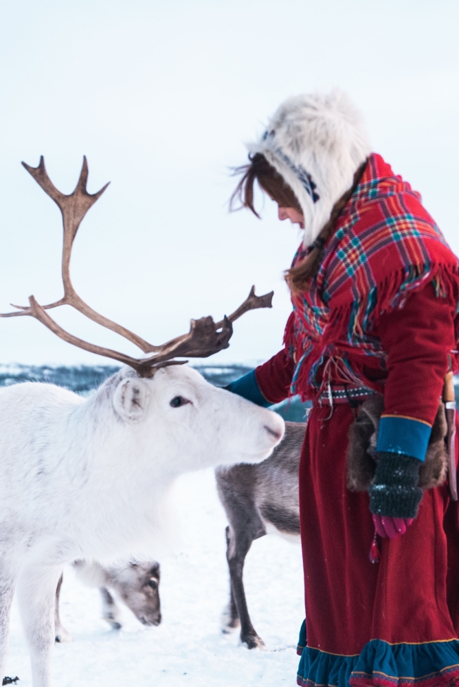 Reindeer Feeding and Sami History